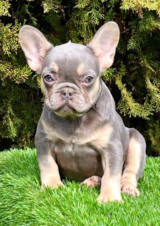 francuski-buldog-big-0