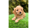cavapoo-kavapoo-cavalier-toy-pudla-small-3