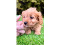 cavapoo-kavapoo-cavalier-toy-pudla-small-2