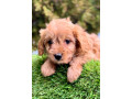 cavapoo-kavapoo-cavalier-toy-pudla-small-1