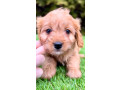 cavapoo-kavapoo-cavalier-toy-pudla-small-0