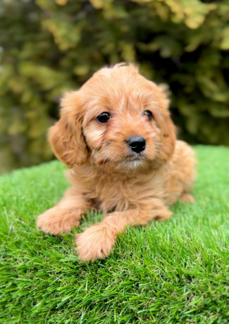 cavapoo-kavapoo-cavalier-toy-pudla-big-3