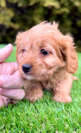 cavapoo-kavapoo-cavalier-toy-pudla-big-2