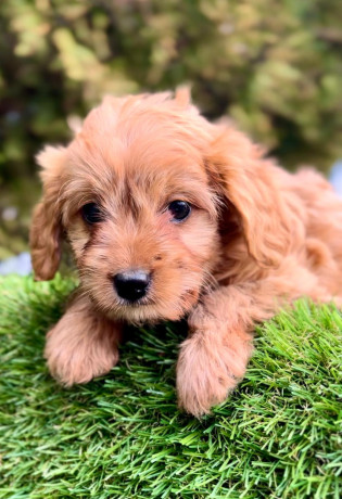 cavapoo-kavapoo-cavalier-toy-pudla-big-1