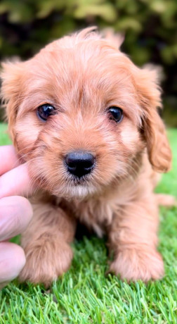 cavapoo-kavapoo-cavalier-toy-pudla-big-0