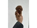 toy-crvene-pudle-small-3
