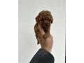 toy-crvene-pudle-small-1
