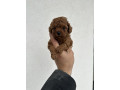 toy-crvene-pudle-small-2
