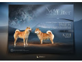 sampionsko-leglo-shiba-inu-small-0