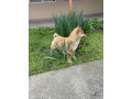 sampionsko-leglo-shiba-inu-small-2
