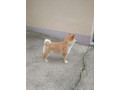 sampionsko-leglo-shiba-inu-small-3
