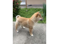 sampionsko-leglo-shiba-inu-small-1
