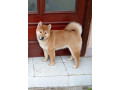 sampionsko-leglo-shiba-inu-small-4