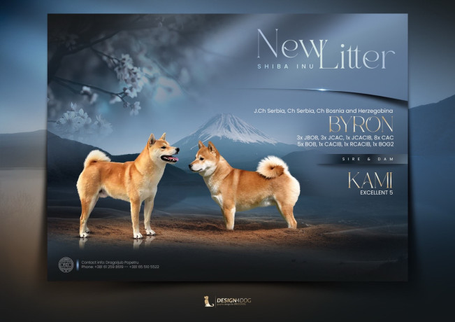 sampionsko-leglo-shiba-inu-big-0