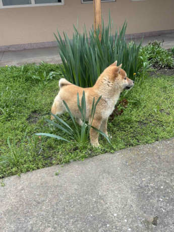 sampionsko-leglo-shiba-inu-big-2