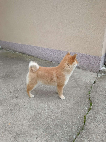 sampionsko-leglo-shiba-inu-big-3