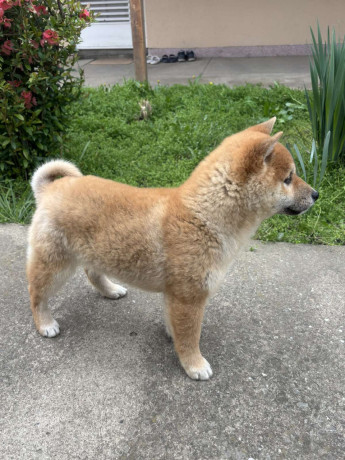 sampionsko-leglo-shiba-inu-big-1