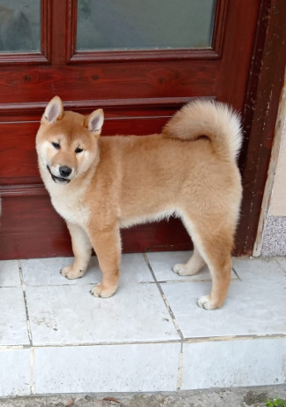 sampionsko-leglo-shiba-inu-big-4