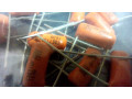 sprague-orange-drop-kondenzatori-small-1