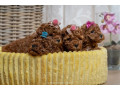 crvene-patuljaste-i-toy-pudle-na-prodaju-small-4