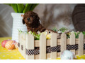 crvene-patuljaste-i-toy-pudle-na-prodaju-small-1