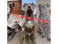 exotic-pit-bull-stenci-na-prodaju-small-4