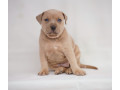 exotic-pit-bull-stenci-na-prodaju-small-2