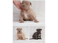 exotic-pit-bull-stenci-na-prodaju-small-0