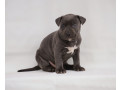 exotic-pit-bull-stenci-na-prodaju-small-3