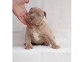 exotic-pit-bull-stenci-na-prodaju-small-1