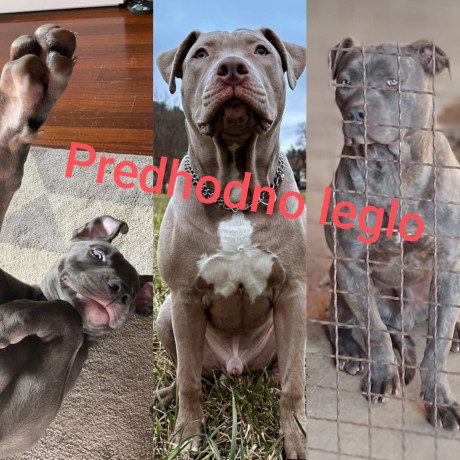 exotic-pit-bull-stenci-na-prodaju-big-4