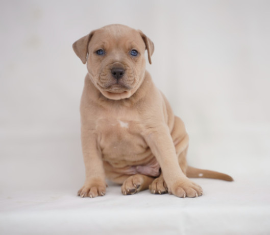 exotic-pit-bull-stenci-na-prodaju-big-2