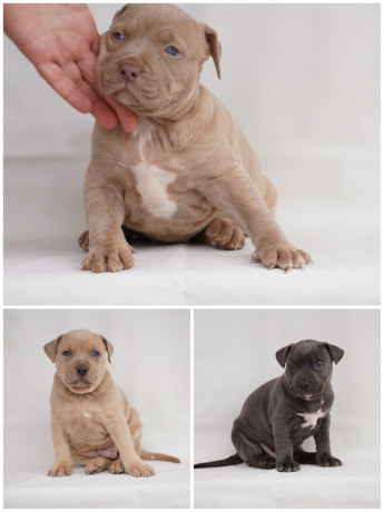 exotic-pit-bull-stenci-na-prodaju-big-0