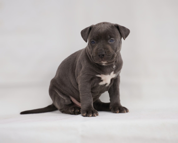 exotic-pit-bull-stenci-na-prodaju-big-3