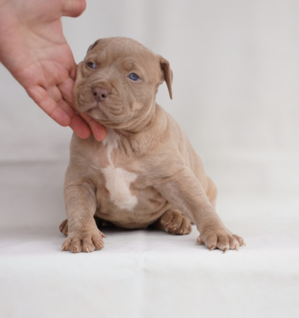exotic-pit-bull-stenci-na-prodaju-big-1