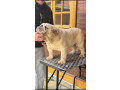 engleski-buldog-muzijak-small-0