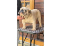 engleski-buldog-muzijak-small-1