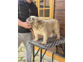 engleski-buldog-muzijak-small-2