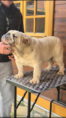engleski-buldog-muzijak-big-0