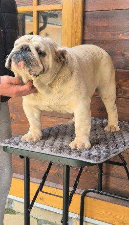 engleski-buldog-muzijak-big-1
