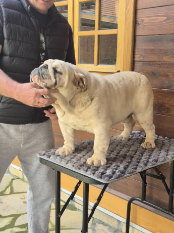 engleski-buldog-muzijak-big-2