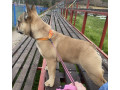 francuski-buldog-zensko-stene-small-0