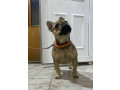 francuski-buldog-zensko-stene-small-1