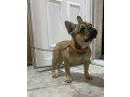francuski-buldog-zensko-stene-small-2