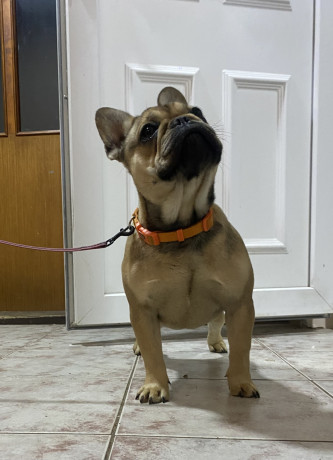 francuski-buldog-zensko-stene-big-1
