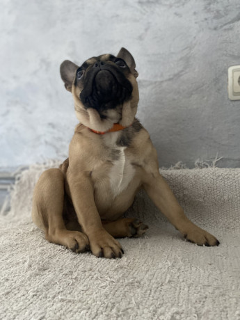 francuski-buldog-prelepo-zensko-stene-big-2