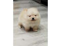 prelepi-stenci-pomeranskog-spica-small-4