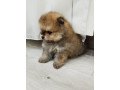prelepi-stenci-pomeranskog-spica-small-0