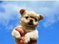 francuski-buldog-fluffy-small-0