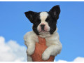 francuski-buldog-fluffy-small-1